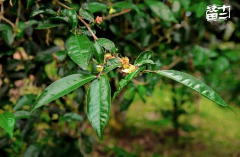 十二块田:以茶为梦天地宽 国际舞台路更广。