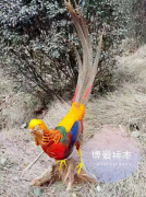 宋健 荣获由南典传媒主办“动物标本知名艺术家”第二名。